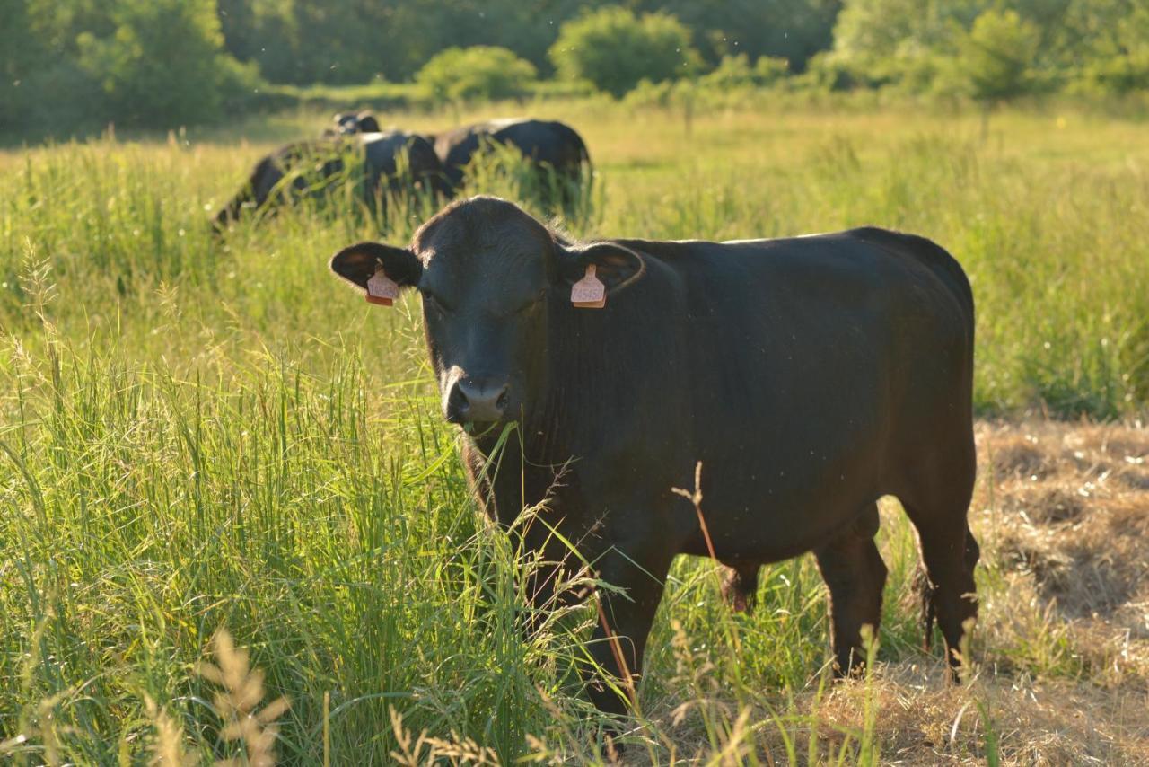 Bio Farma & Penzion Zlaty Hyl Novacany Luaran gambar