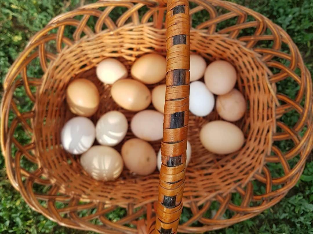 Bio Farma & Penzion Zlaty Hyl Novacany Luaran gambar