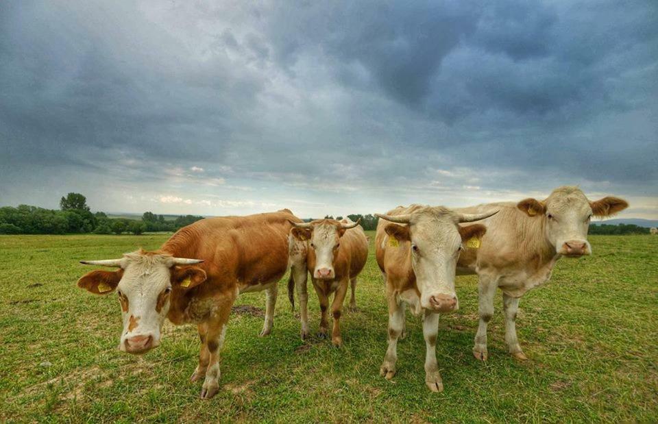 Bio Farma & Penzion Zlaty Hyl Novacany Luaran gambar
