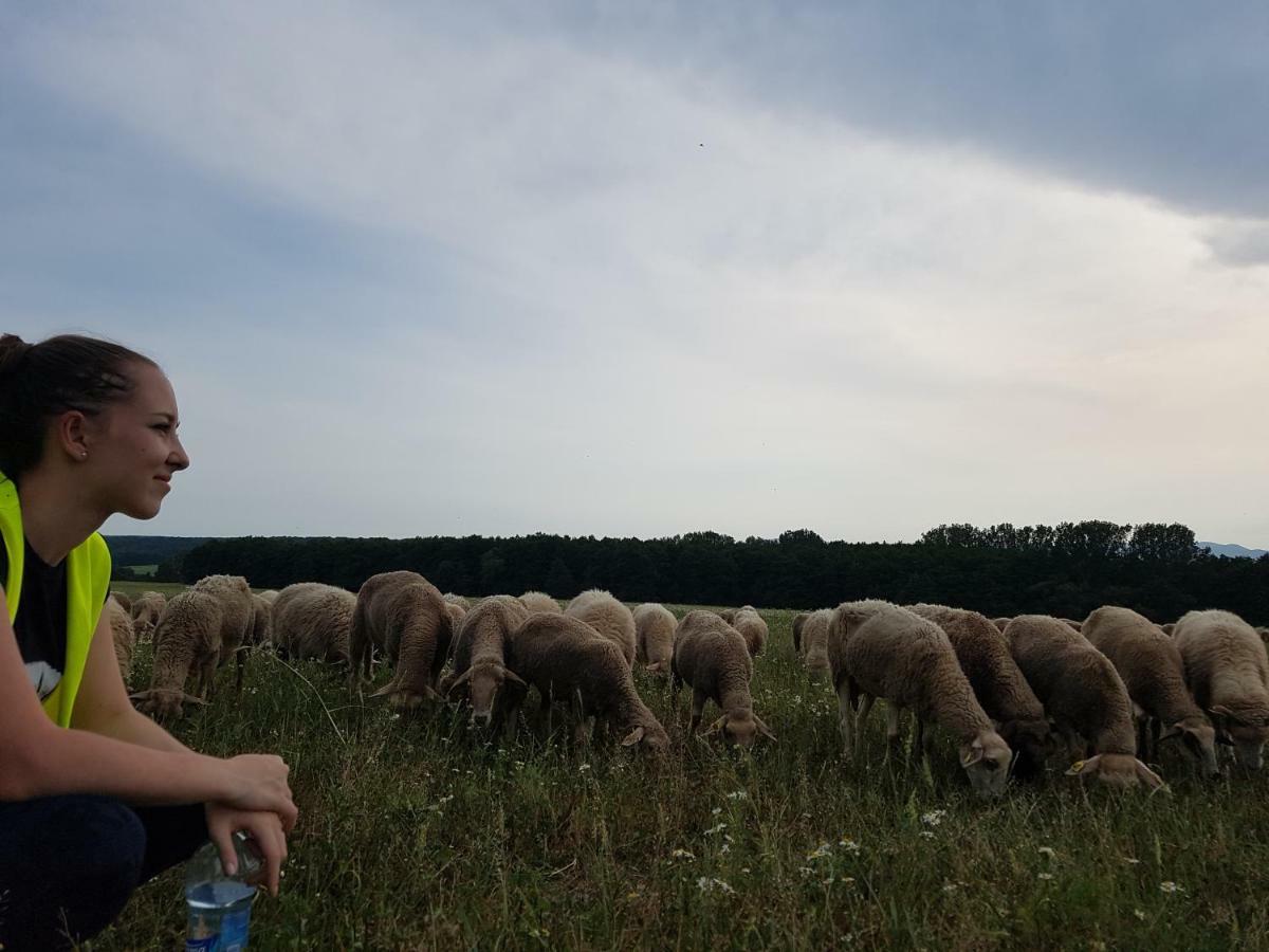 Bio Farma & Penzion Zlaty Hyl Novacany Luaran gambar