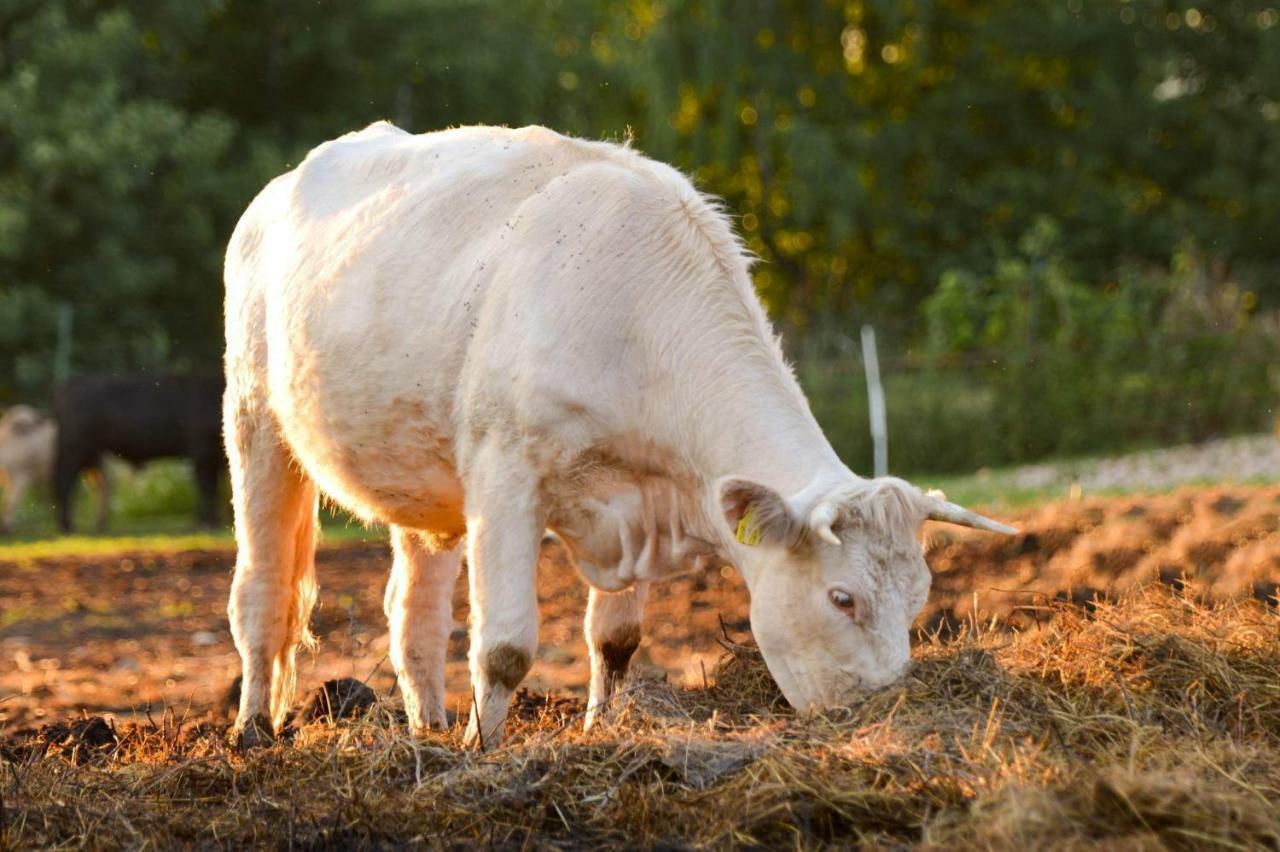 Bio Farma & Penzion Zlaty Hyl Novacany Luaran gambar